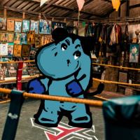 Boxer Hippo Waiting For The Opponent
