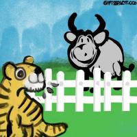 The Bad Planning Of A Tiger