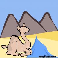 Camel